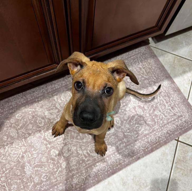 Un Black Mouth Cur assis sur un tapis et semblant détendu
