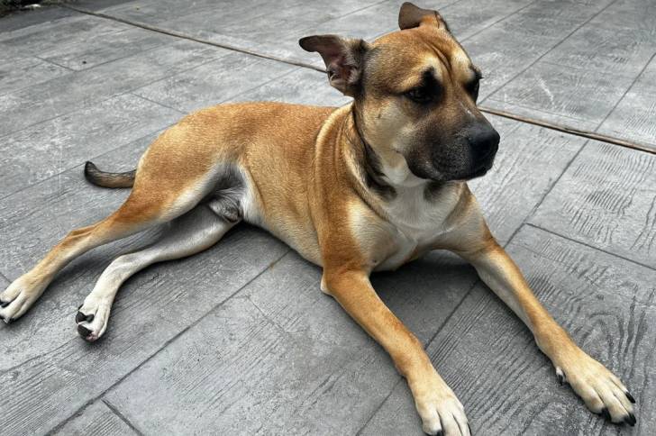 Un Black Mouth Cur allongé sur un sol pavé et semblant détendu