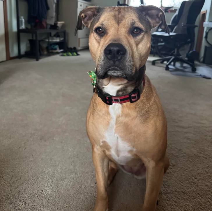 Un Black Mouth Cur assis sur une moquette et portant un collier autour du cou