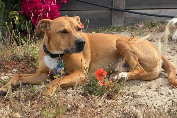 Un Black Mouth Cur allongé sur une surface sableuse et portant un collier autour du cou