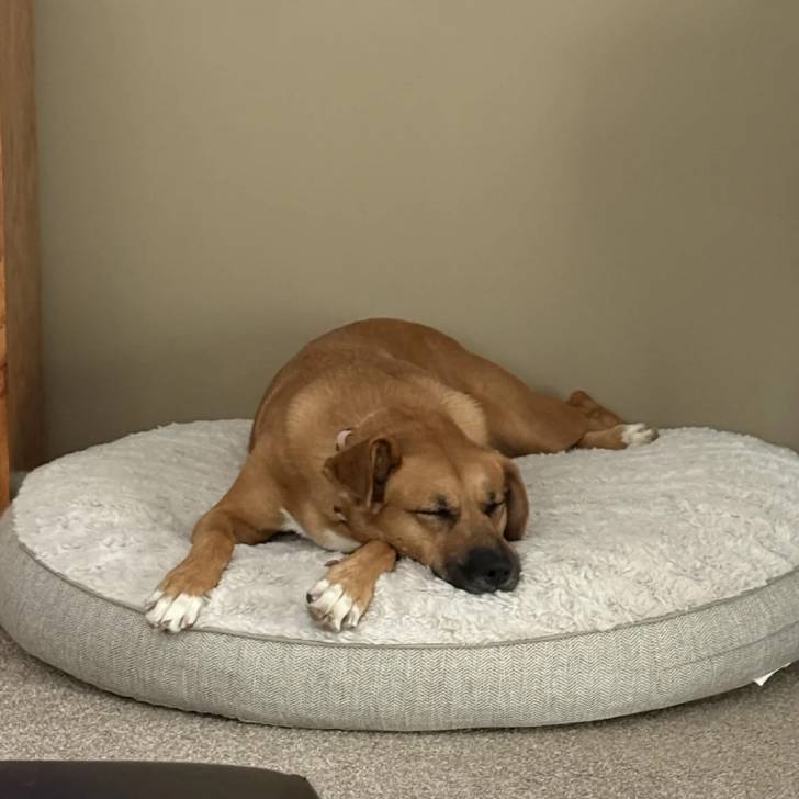 Un Black Mouth Cur allongé dans un panier et portant un collier autour du cou