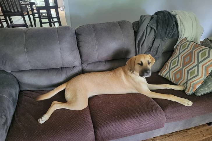 Un Black Mouth Cur allongé sur un canapé et portant un collier autour du cou