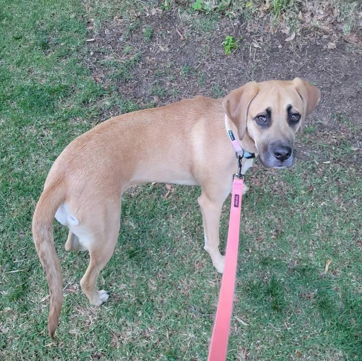Un Black Mouth Cur sur une surface herbacée et qui est tenu en laisse 