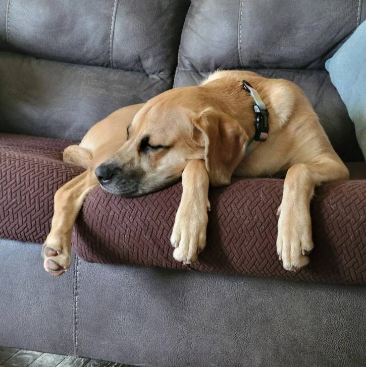 Un Black Mouth Cur allongé sur un canapé et portant un collier autour du cou