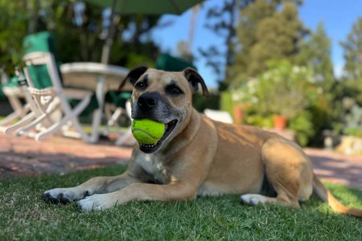 Un Black Mouth Cur allongé sur une surface gazonnée et ayant une balle de tennis dans sa gueule 