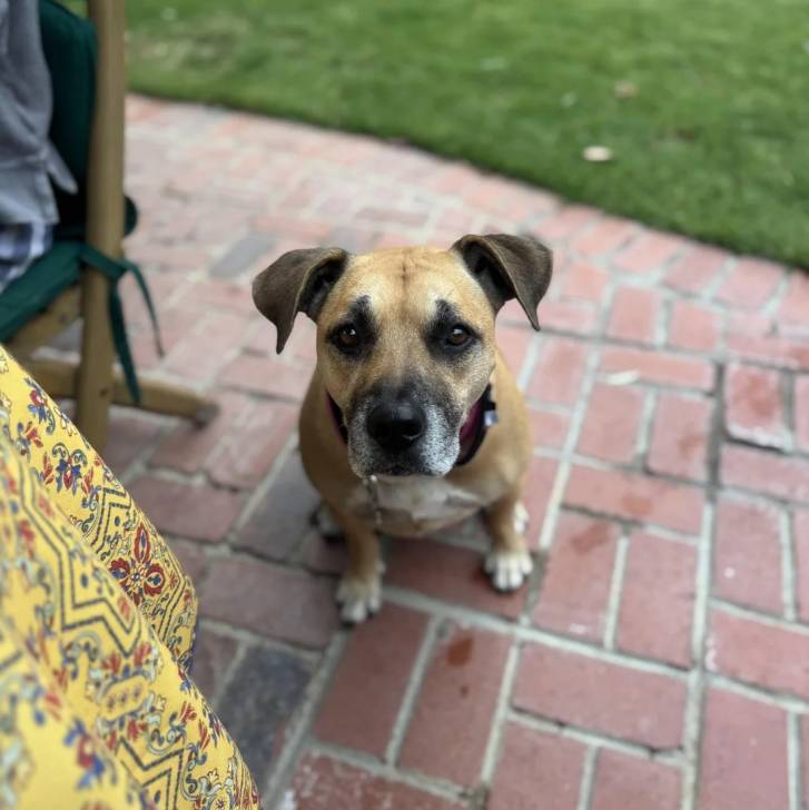 Un Black Mouth Cur assis sur un sol pavé et portant un collier autour du cou