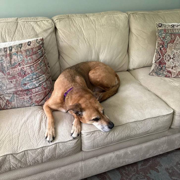 Un Black Mouth Cur allongé sur un canapé et portant un collier autour du cou