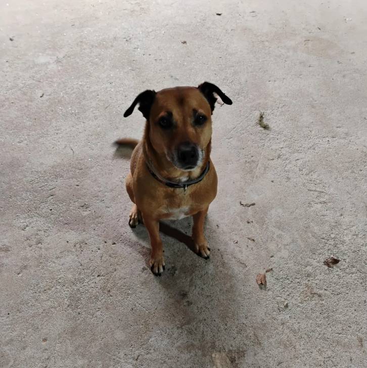 Un Black Mouth Cur assis sur une surface bétonnée et portant un collier autour du cou 
