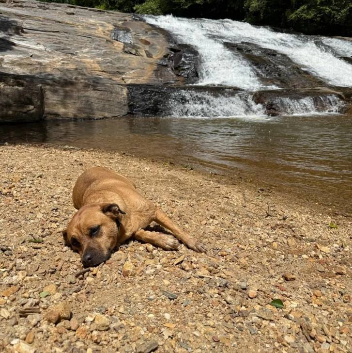 Un Black Mouth Cur allongé sur une surface rocailleuse 