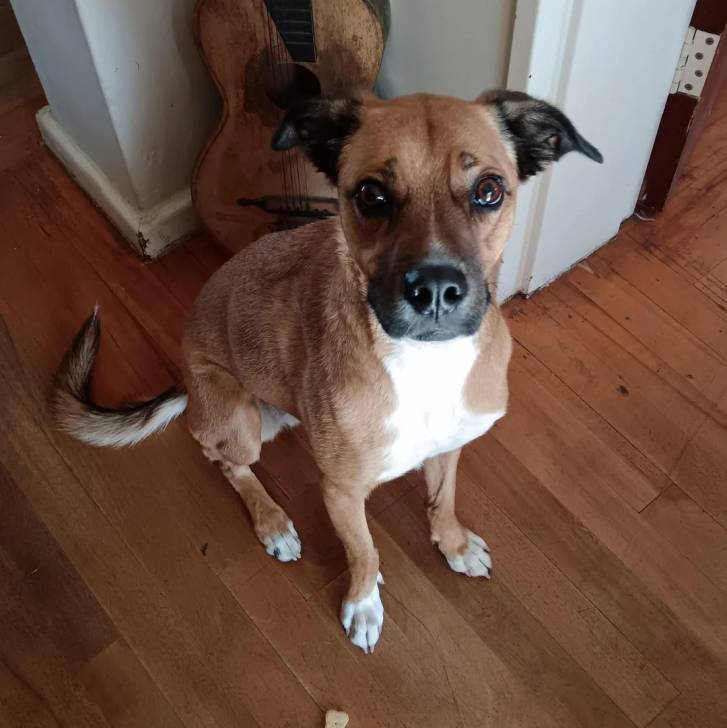 Un Black Mouth Cur assis sur un plancher 