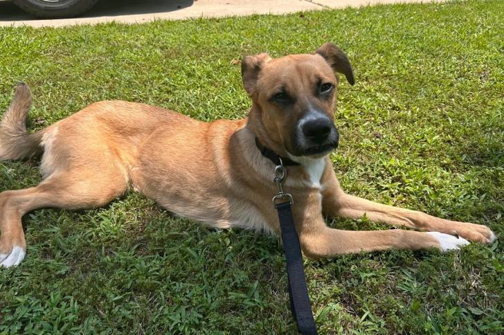 Un Black Mouth Cur sur une surface herbacée et qui est tenu en laisse 