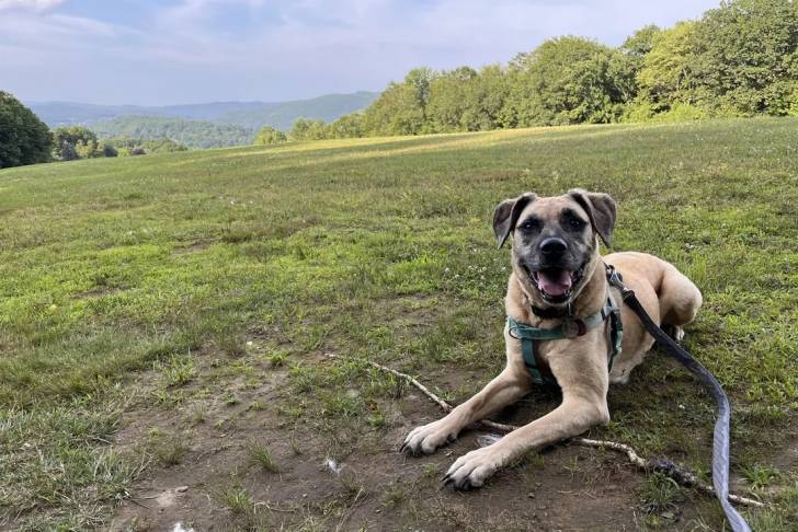 Un Black Mouth Cur allongé sur une surface herbacée et qui est tenu en laisse 