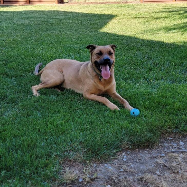 Un Black Mouth Cur ayant la langue pendante et portant un collier autour du cou