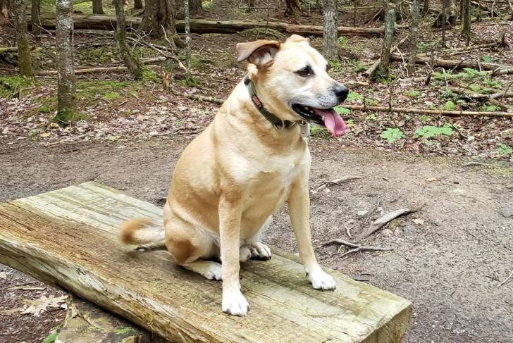Un Black Mouth Cur tirant la langue et portant un collier autour du cou