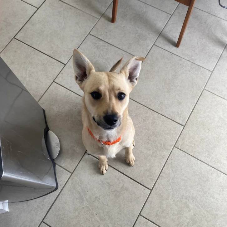 Un Black Mouth Cur assis sur un sol carrelé et portant un collier autour du cou