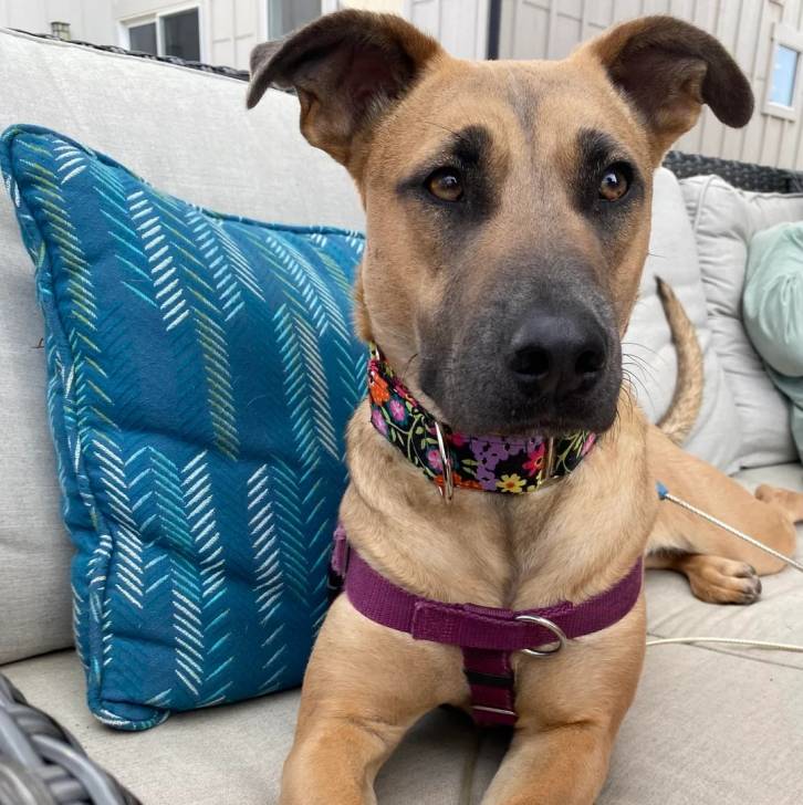 Un Black Mouth Cur allongé sur un canapé et portant un harnais 