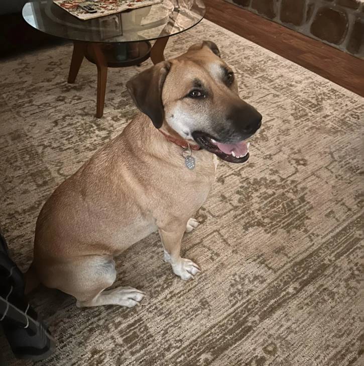 Un Black Mouth Cur assis sur un tapis et portant un collier autour du cou