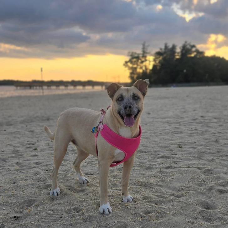 Un Black Mouth Cur sur une surface sableuse et portant un harnais 