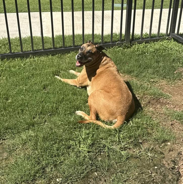 Un Black Mouth Cur allongé sur une surface herbacée
