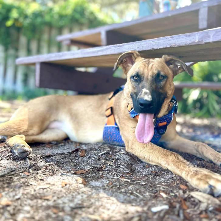 Un Black Mouth Cur ayant la langue pendante et portant un harnais 