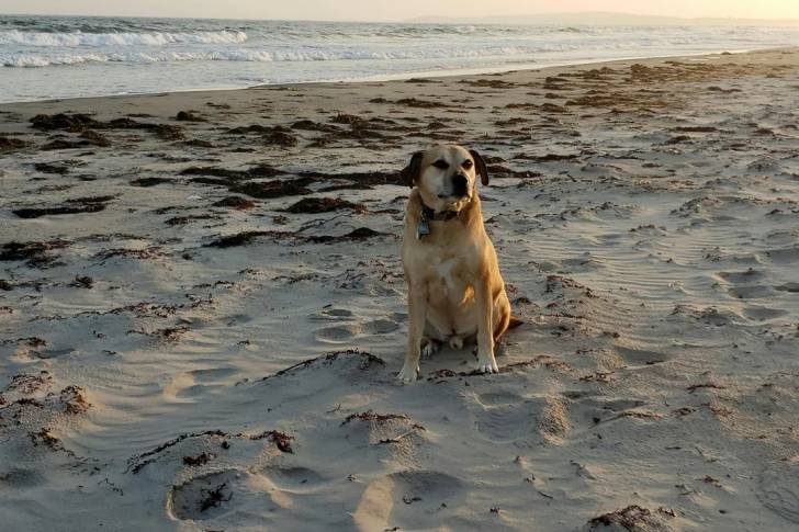 Un Black Mouth Cur assis sur une surface sableuse et portant un collier autour du cou