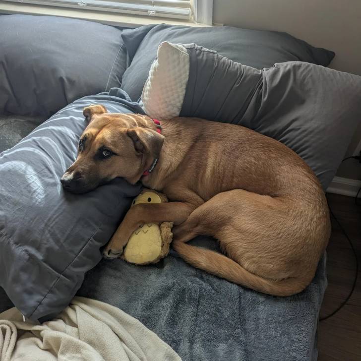 Un Black Mouth Cur allongé et portant un collier autour du cou
