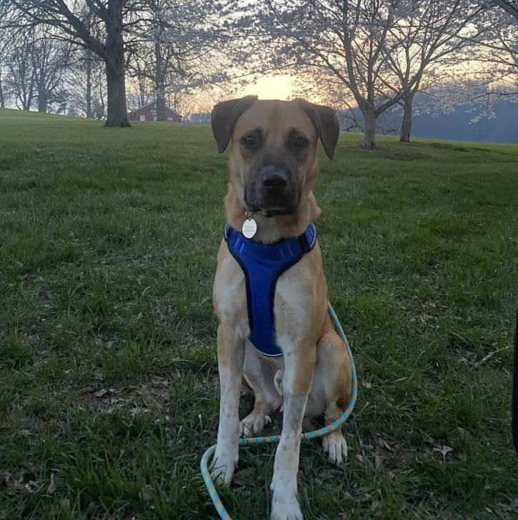 Un Black Mouth Cur assis sur une surface herbacée et qui est tenu en laisse 