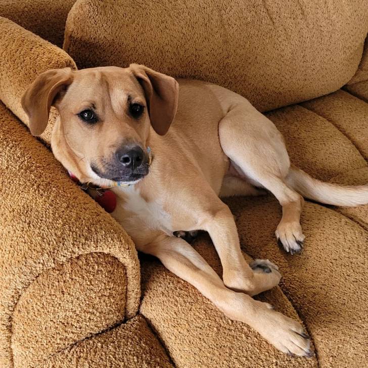 Un Black Mouth Cur allongé sur un fauteuil et regardant vers la caméra 