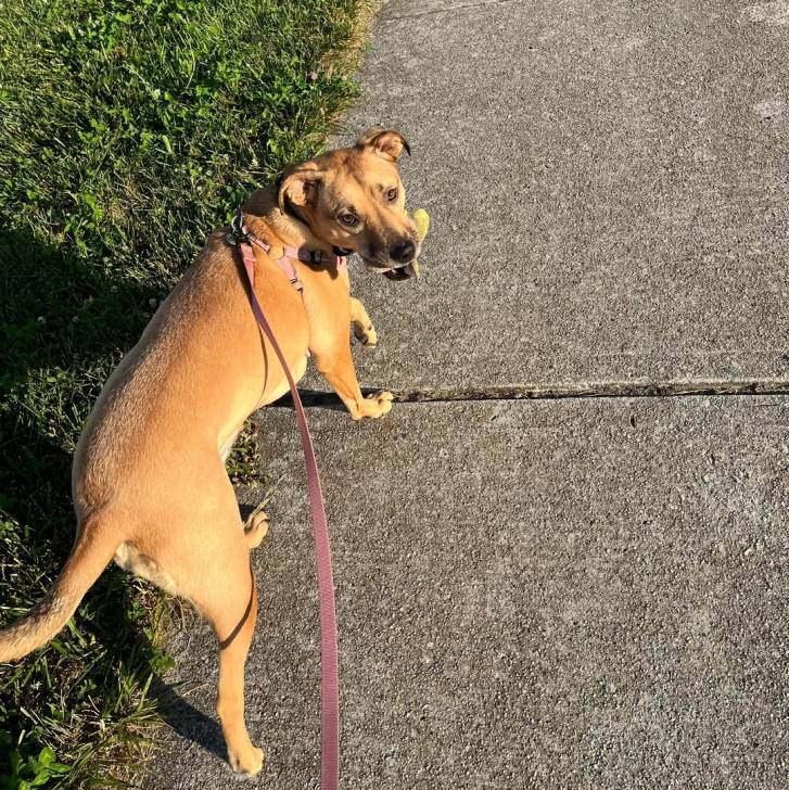 Un Black Mouth Cur marchant sur une surface bétonnée et qui est tenu en laisse 