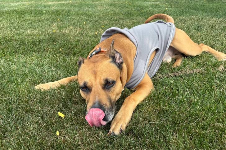 Un Black Mouth Cur léchant son museau et portant un habit pour chien