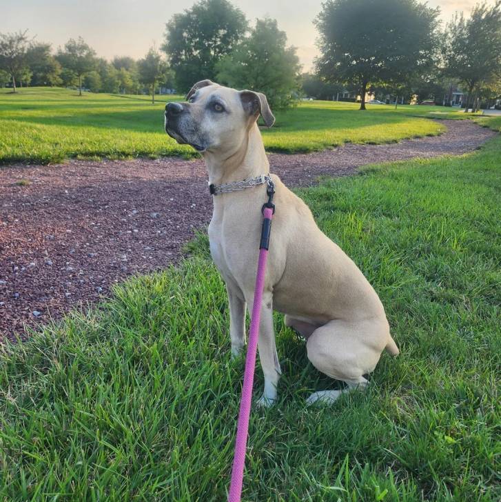 Un Black Mouth Cur assis sur une surface gazonnée et qui est tenu en laisse 