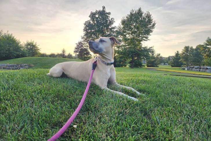 Un Black Mouth Cur allongé sur une surface gazonnée et qui est tenu en laisse 