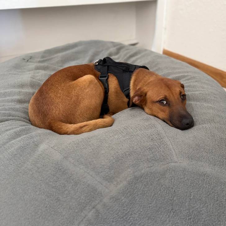 Un Black Mouth Cur allongé et portant un harnais 