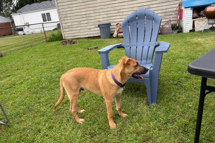 Un Black Mouth Cur sur une surface gazonnée et portant un collier autour du cou