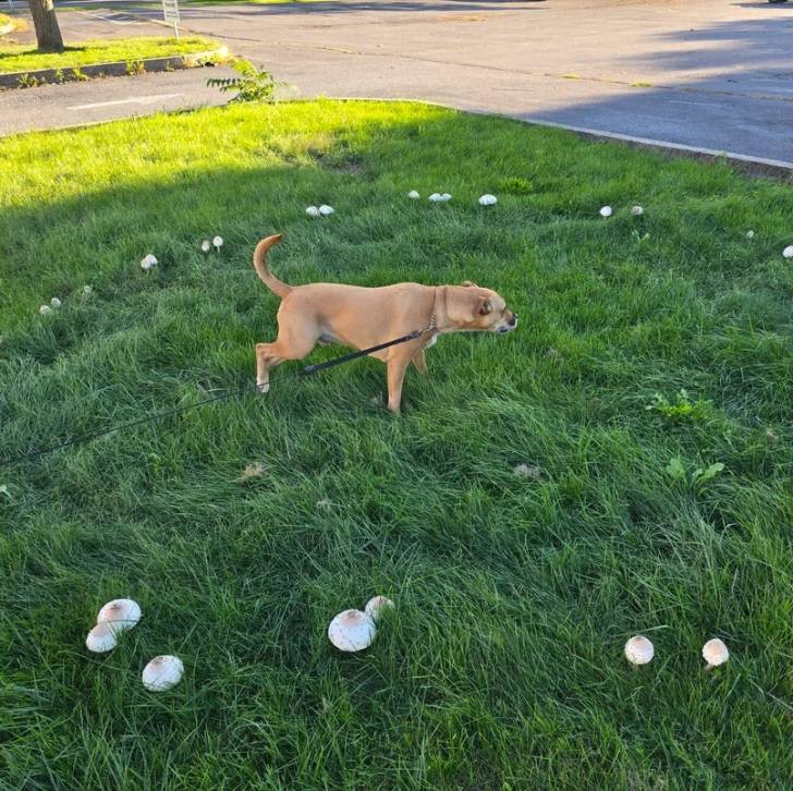 Un Black Mouth Cur sur une surface gazonnée et qui est tenu en laisse 