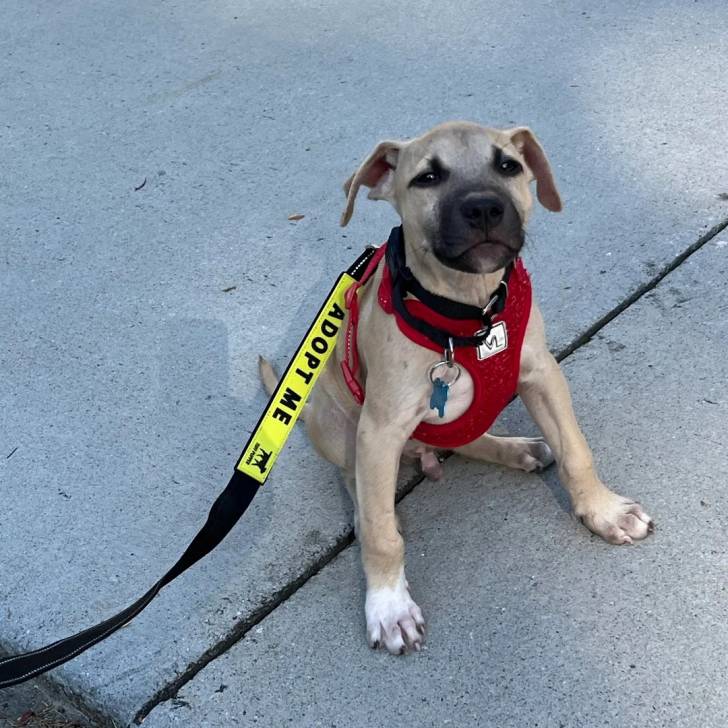 Un Black Mouth Cur assis sur une surface bétonnée et qui est tenu en laisse 