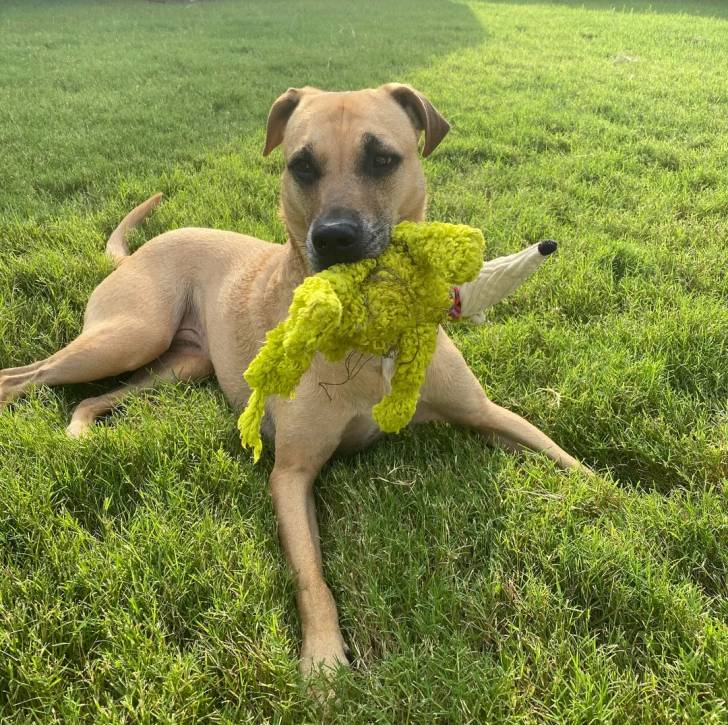 Un Black Mouth Cur allongé sur une surface gazonnée et ayant une peluche dans sa gueule 