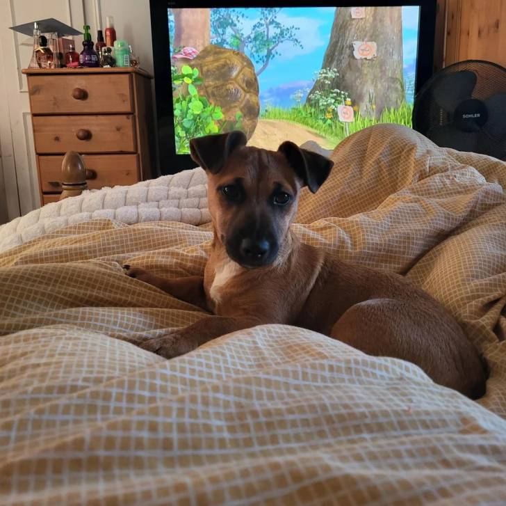 Un Black Mouth Cur allongé sur un lit et semblant détendu 