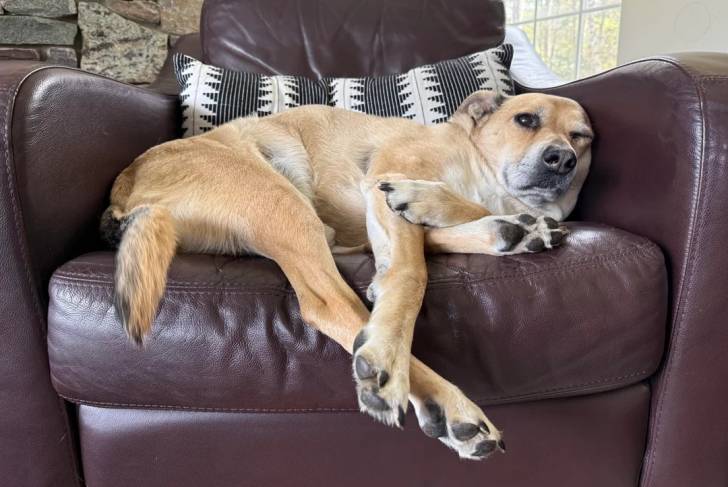 Un Black Mouth Cur allongé sur un fauteuil et semblant détendu 