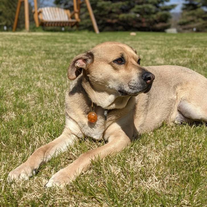 Un Black Mouth Cur allongé sur un terrain gazonné et portant un collier autour du cou