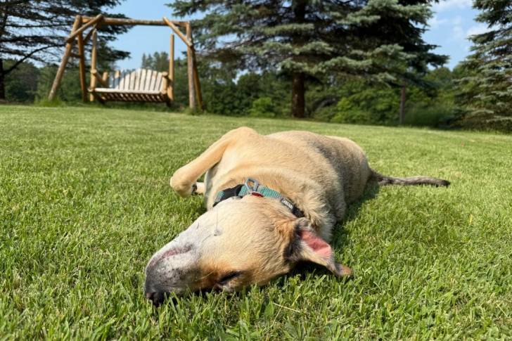 Un Black Mouth Cur allongé sur une surface gazonnée et portant un collier autour du cou