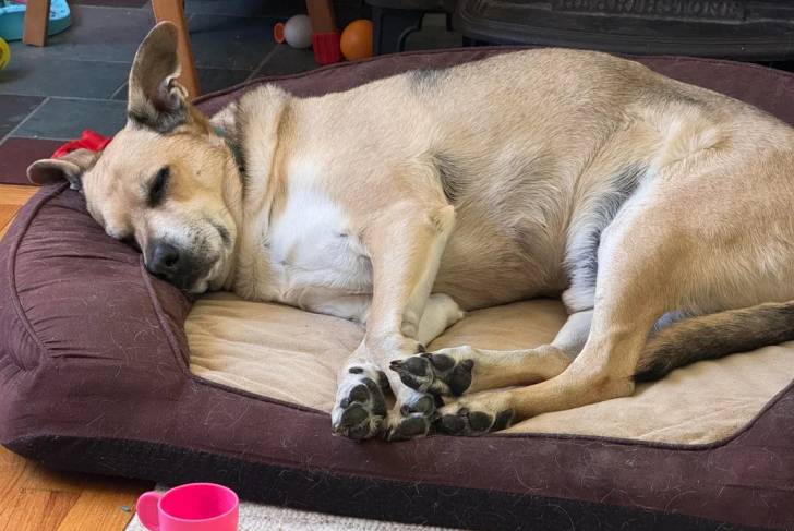 Un Black Mouth Cur allongé dans un panier 