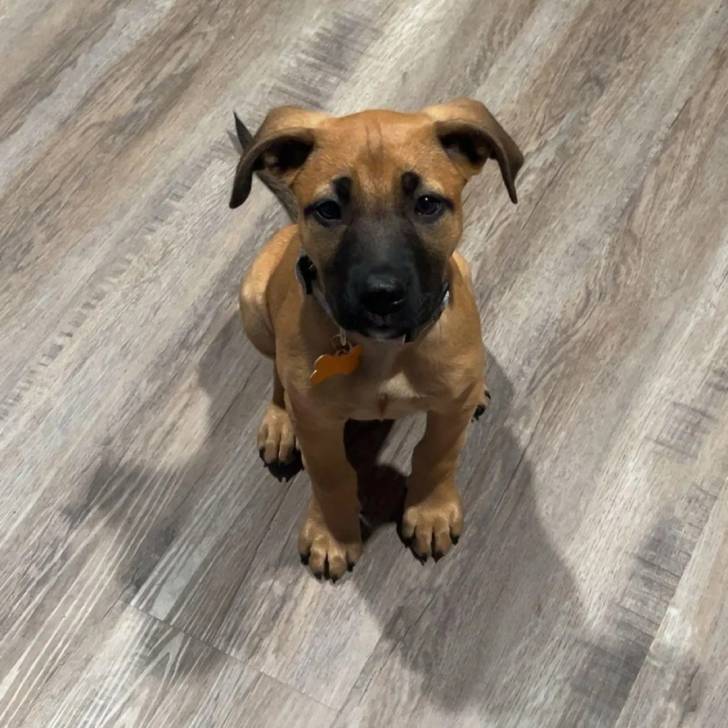 Un Black Mouth Cur assis sur un plancher et portant un collier autour du cou