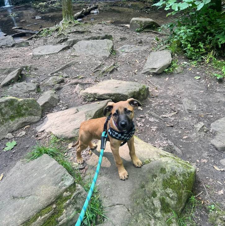 Un Black Mouth Cur regardant vers la caméra et qui est tenu en laisse 