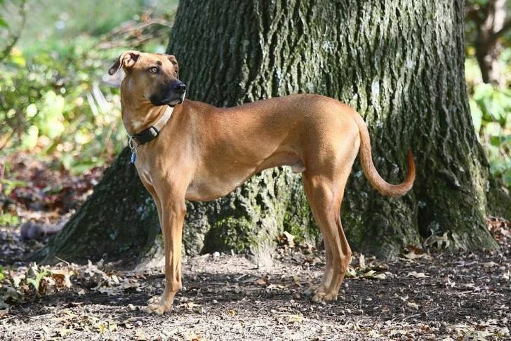 Un Black Mouth Cur devant un arbre et portant un collier autour du cou