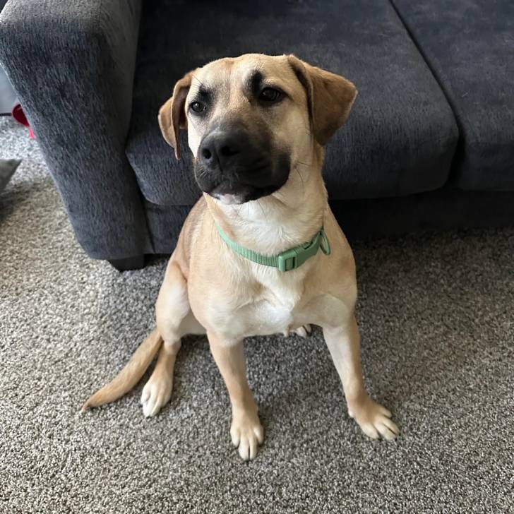 Un Black Mouth Cur assis sur une moquette et portant un collier autour du cou