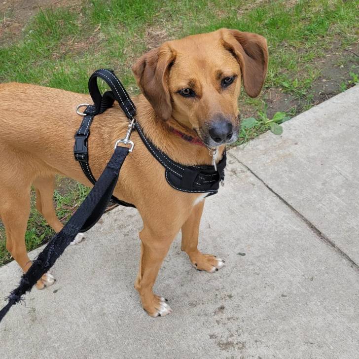 Un Black Mouth Cur sur une surface bétonnée et qui est tenu en laisse 
