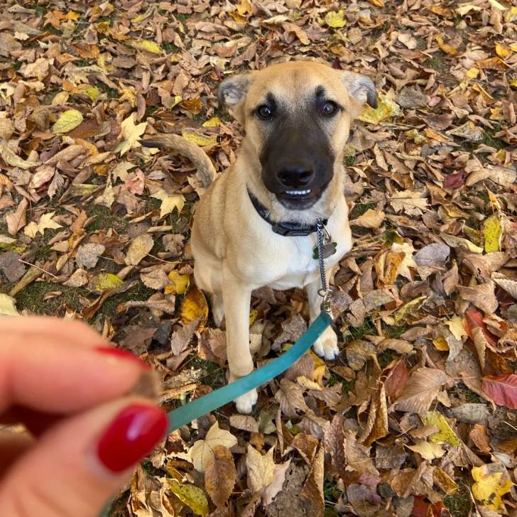 Un Black Mouth Cur sur un sol jonchés de feuilles mortes et qui est tenu en laisse 