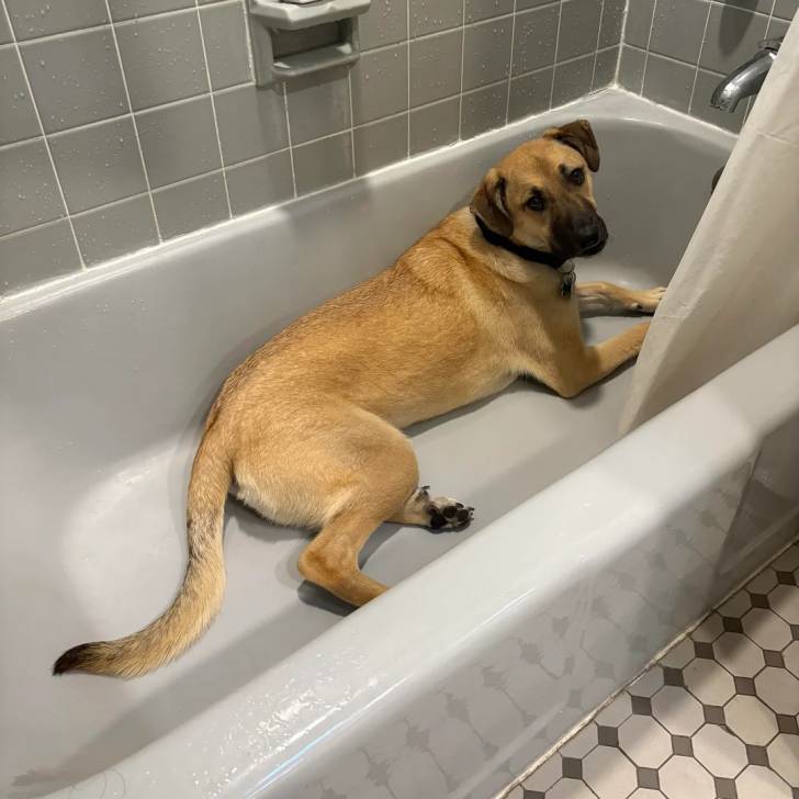 Un Black Mouth Cur allongé dans une baignoire et portant un collier autour du cou