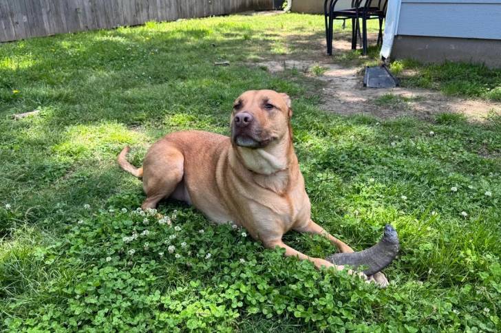 Un Black Mouth Cur allongé sur un surface herbacée